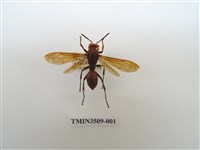 藏品(赭褐長腳蜂)的圖片